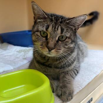 Victoria -  Domestic Short Hair Cat for Adoption in East Hanover, New Jersey - Victoria | PetCurious