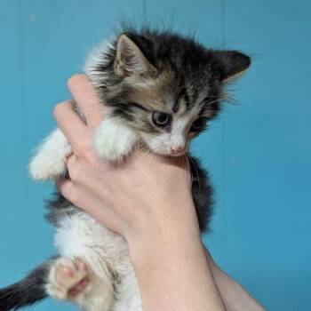 Paw McCartney -  Domestic Long Hair Cat for Adoption in Johnstown, Pennsylvania - Paw McCartney | PetCurious