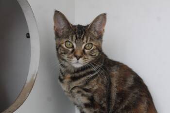 Rescue Domestic Short Hair Cats for Adoption in Chestertown, Maryland - Peppermint Fizz | PetCurious