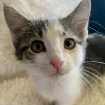 Ringo -  Tabby Cat for Adoption in Pasco, Washington - Ringo | PetCurious