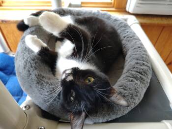 Tuxedo and Domestic Short Hair Cats Available for Adoption in Montour Falls, New York - Boots | PetCurious