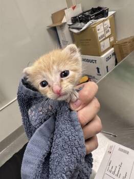 Domestic Short Hair Cats Available for Adoption in Ontario, California - OLLIE - IN FOSTER | PetCurious