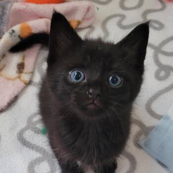 Ornament -  Domestic Short Hair Cat for Adoption in West Palm Beach, Florida - Ornament | PetCurious