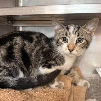 Banana -  Domestic Short Hair Cat for Adoption in Chicago, Illinois - Banana | PetCurious