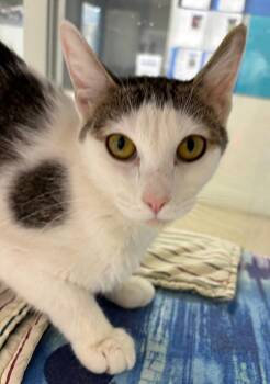 Rescue Domestic Short Hair Cats for Adoption in Manassas, Virginia - Veggie Wrap (ID 49087/0614) | PetCurious
