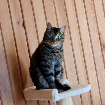 Domestic Short Hair Cats Available for Adoption in Gonzales, Louisiana - Tigger | PetCurious