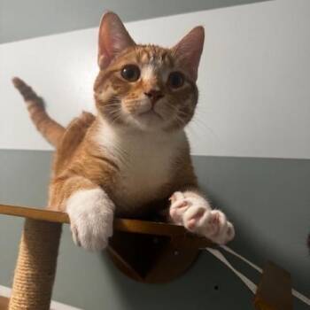 Chucky -  Domestic Short Hair Cat for Adoption in Hutchinson, Minnesota - Chucky | PetCurious