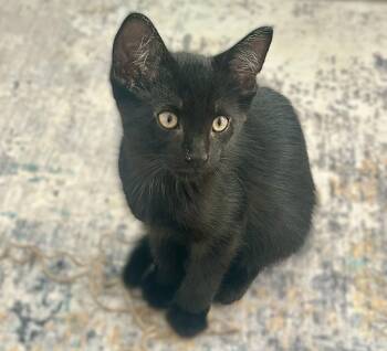 Domestic Short Hair Cats Available for Adoption in Fort Myers, Florida - Dodger | PetCurious