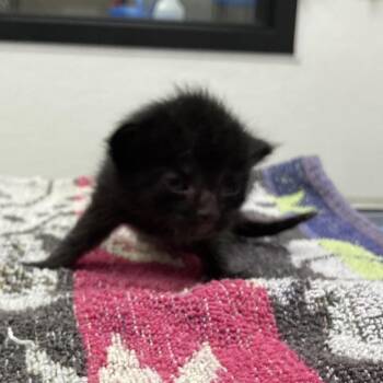 Dew Drop -  Domestic Short Hair Cat for Adoption in Galveston, Texas - Dew Drop | PetCurious