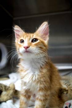 Rivera -  Domestic Long Hair Cat for Adoption in Seattle, Washington - Rivera | PetCurious