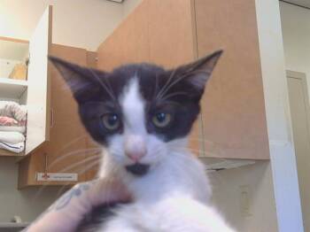 A928280 -  Domestic Short Hair Cat for Adoption in Sacramento, California - A928280 | PetCurious