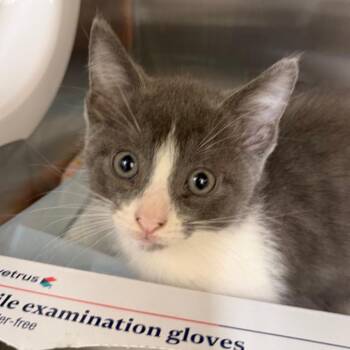Chucky -  Domestic Short Hair Cat for Adoption in West Palm Beach, Florida - Chucky | PetCurious