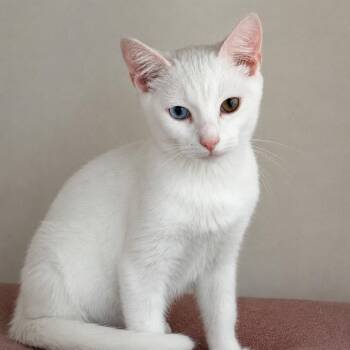 Eclipse -  Domestic Short Hair Cat for Adoption in Hopewell, Virginia - Eclipse | PetCurious