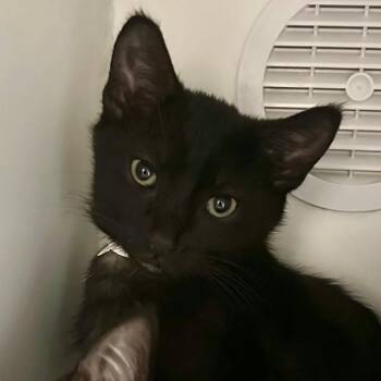 Hamilton -  Domestic Short Hair Cat for Adoption in Walnut Creek, California - Hamilton | PetCurious
