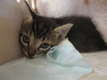 Rescue Domestic Short Hair Cats for Adoption in Ocala, Florida - WALNUT | PetCurious