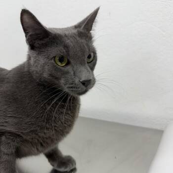 Greyson -  Domestic Short Hair Cat for Adoption in New York, New York - Greyson | PetCurious