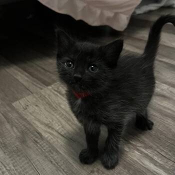 Mercury -  Domestic Short Hair Cat for Adoption in Lakeland, Florida - Mercury | PetCurious