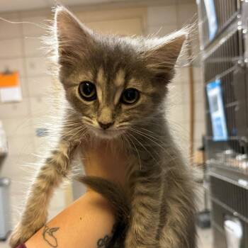 Foxy -  Domestic Short Hair and Mixed Breed Cat for Adoption in Chicago, Illinois - Foxy | PetCurious