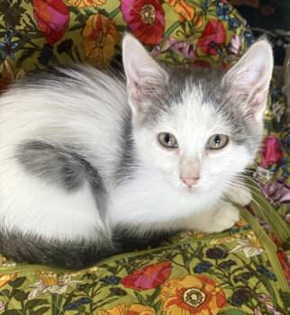 Lovely Rita -  Domestic Short Hair Cat for Adoption in Toledo, Ohio - Lovely Rita | PetCurious