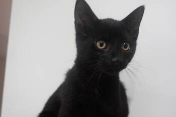 Fudge -  Domestic Short Hair Cat for Adoption in Cambridge, Ontario - Fudge | PetCurious
