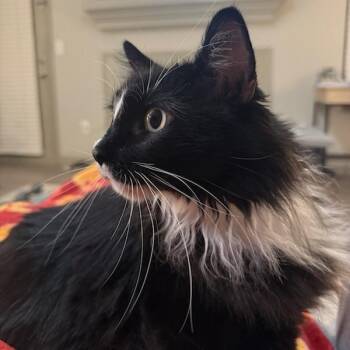 Pudding -  Domestic Long Hair Cat for Adoption in Asheville, North Carolina - Pudding | PetCurious