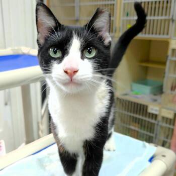 Tipsy -  Domestic Short Hair Cat for Adoption in Michigan City, Indiana - Tipsy | PetCurious