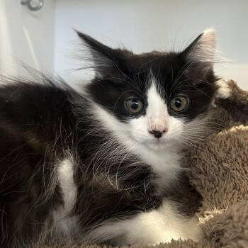 Puffed Grouse -  Domestic Medium Hair Cat for Adoption in Park City, Utah - Puffed Grouse | PetCurious