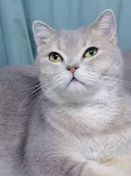 Dillon -  British Shorthair Cat for Adoption in Snow Hill, Maryland - Dillon | PetCurious