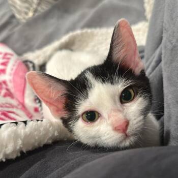 Tina Tuna -  Domestic Short Hair Cat for Adoption in San Antonio, Texas - Tina Tuna | PetCurious