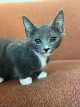 Dewey -  Domestic Short Hair Cat for Adoption in Evans, Georgia - Dewey | PetCurious