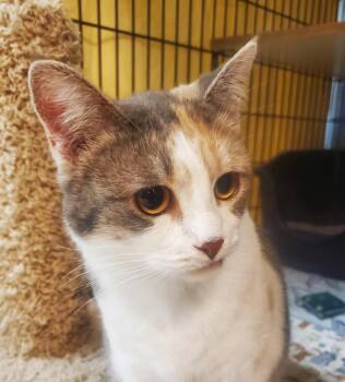 Dilute Calico and Domestic Short Hair Cats Available for Adoption - Mercy | PetCurious