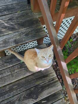 Biscuit -  Domestic Short Hair Cat for Adoption in Philadelphia, Pennsylvania - Biscuit | PetCurious