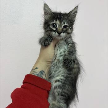 Dovey -  Domestic Medium Hair Cat for Adoption in Webster, Texas - Dovey | PetCurious
