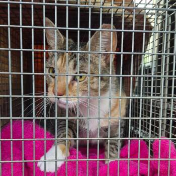 Buttercup -  Domestic Short Hair Cat for Adoption in Baltimore, Maryland - Buttercup | PetCurious