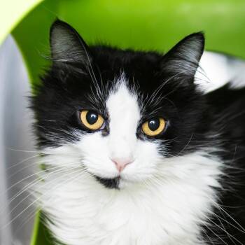 Ferael -  Domestic Long Hair and Mixed Breed Cat for Adoption in Middletown, Rhode Island - Ferael | PetCurious