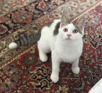 Sugar Cookie -  Domestic Short Hair Cat for Adoption in Toronto, Ontario - Sugar Cookie | PetCurious