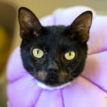 Binx -  Domestic Short Hair Cat for Adoption in Lakewood, Colorado - Binx | PetCurious
