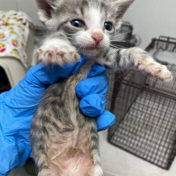 Cotton Candy -  Domestic Short Hair Cat for Adoption in Philadelphia, Pennsylvania - Cotton Candy | PetCurious