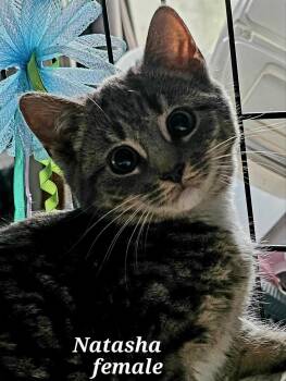 Domestic Short Hair Cats Available for Adoption - Natasha | PetCurious