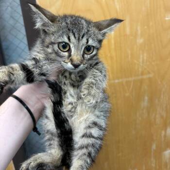 Louie -  Domestic Short Hair Cat for Adoption in Columbiana, Alabama - Louie | PetCurious