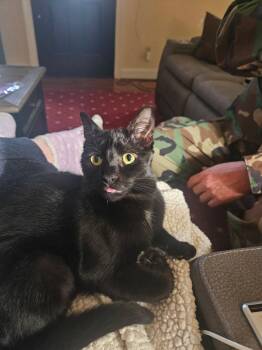 Bombay and Domestic Short Hair Cats Available for Adoption - Mitcy  | PetCurious