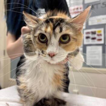 Daisy -  Domestic Medium Hair Cat for Adoption in Murray, Utah - Daisy | PetCurious