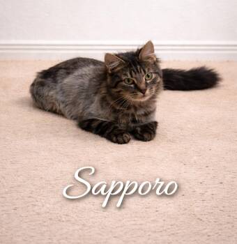 Domestic Long Hair Cats Available for Adoption in Laurel, Maryland - Sapporo-Gentle Housemate Cat | PetCurious
