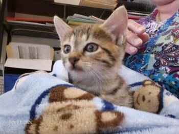 Chippa -  Domestic Short Hair Cat for Adoption in Thompson Falls, Montana - Chippa | PetCurious