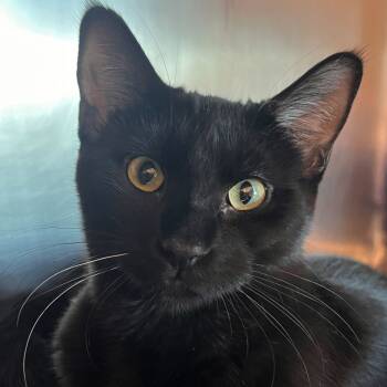 Rescue Domestic Medium Hair Cats for Adoption in Matteson, Illinois - Ramona | PetCurious