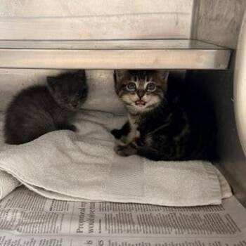 Berlioz -  Domestic Short Hair Cat for Adoption in Hawthorne, California - Berlioz | PetCurious