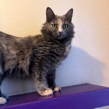 Domestic Medium Hair Cats Available for Adoption - Yvette | PetCurious