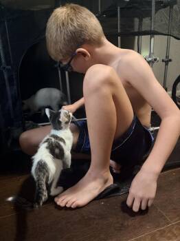 Hamburger -  Domestic Short Hair Cat for Adoption in Virginia Beach, Virginia - Hamburger | PetCurious