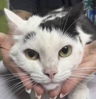 Rescue Domestic Short Hair Cats for Adoption in Daytona Beach, Florida - Jingles | PetCurious