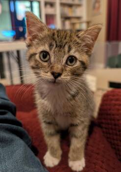 Daisy Skye -  Domestic Short Hair Cat for Adoption in San Jose, California - Daisy Skye | PetCurious